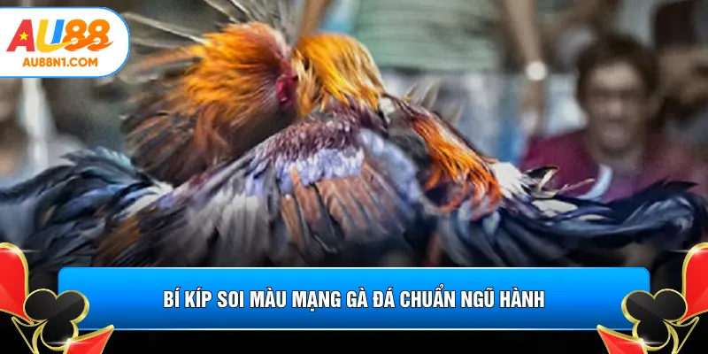Bí kíp soi màu mạng gà đá chuẩn ngũ hành