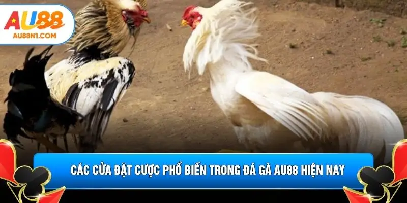 Các cửa đặt cược phổ biến trong đá gà AU88 hiện nay