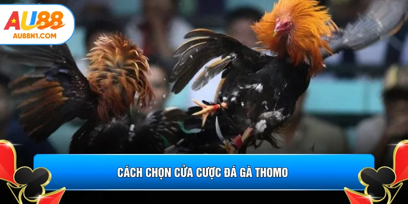 Cách chọn cửa cược đá gà Thomo