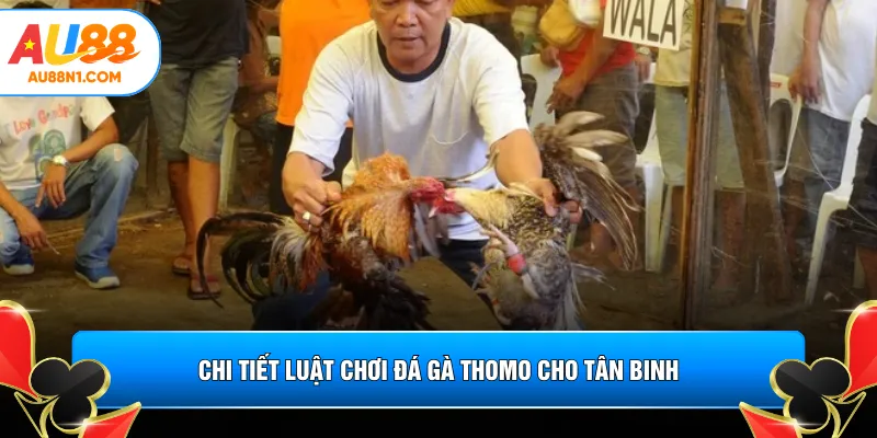 Chi tiết luật chơi đá gà Thomo cho tân binh