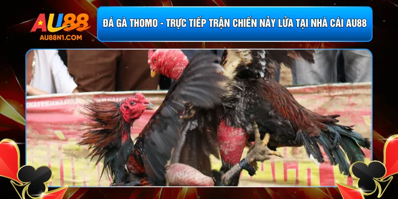 Đá Gà Thomo - Trực Tiếp Trận Chiến Nảy Lửa Tại Nhà Cái AU88
