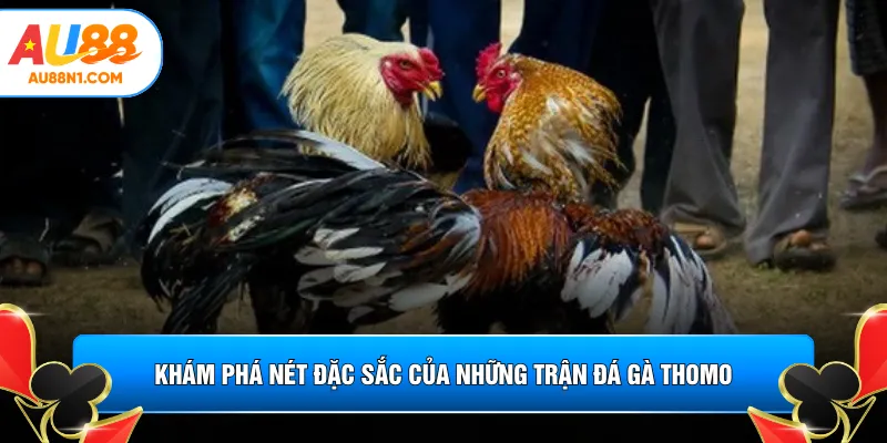Khám phá nét đặc sắc của những trận đá gà Thomo
