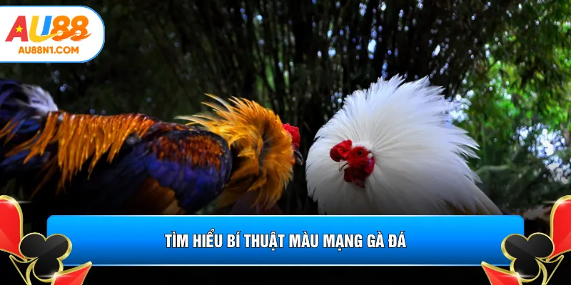 Tìm hiểu bí thuật màu mạng gà đá