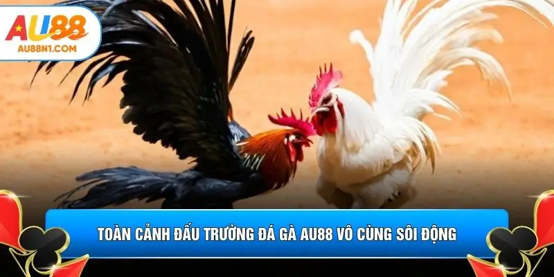 Toàn cảnh đấu trường đá gà AU88 vô cùng sôi động